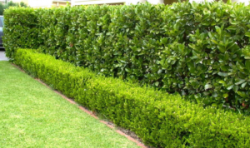 DGK Lawns & Gardens – Lawn Mowing Service Brisbane
