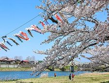 Cherry Blossom Reports 2017