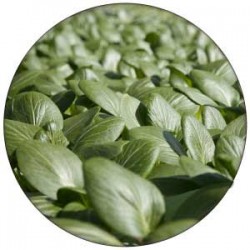 LetUsGrow Hydroponics | Letusgrow offers soiless, hydroponic lettuce