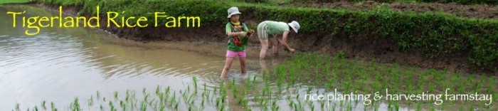 Rice Farming Homestay at Tigerland Rice Farm, Chiang Rai, Thailand – an experiential eco-v ...