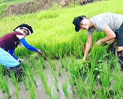 Testimonials for Tigerland Rice Farm in Chiang Rai, northern Thailand