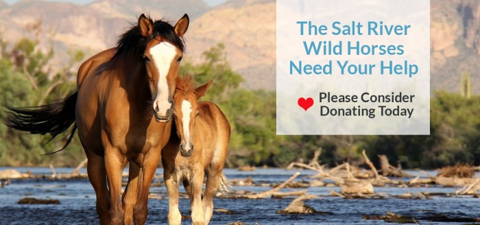 Donate – Salt River Wild Horse Management Group