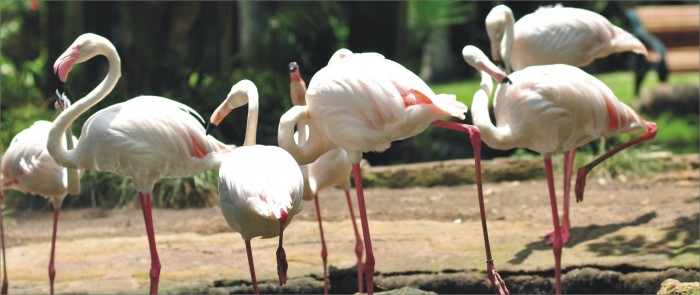Exhibits | Bali Bird Park