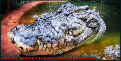 Marineland Croc Park on Green Island – Cassius the Crocodile