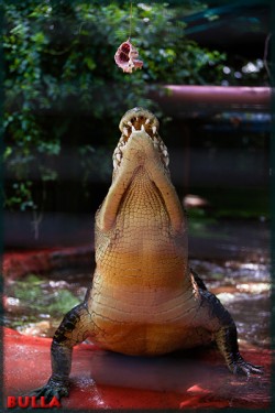 Marineland Croc Park on Green Island – Crocodiles