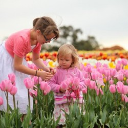 Photos – Tesselaar Tulip Festival