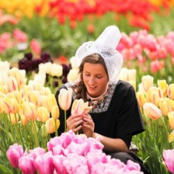 Photos – Tesselaar Tulip Festival