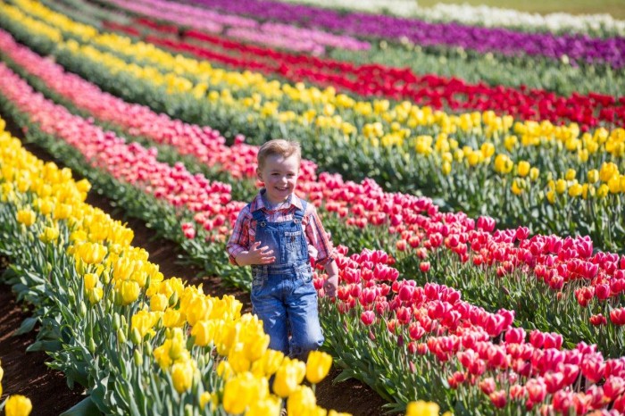 Tesselaar Tulip Festival 2017 – Official website