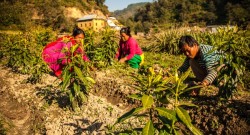 Herb Nepal – Organic Farm