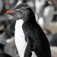 Antarctic penguins, species, facts and adaptations