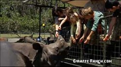 Giraffe Ranch Farm Tours – Photo/Video Gallery