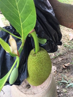 Jack Fruit