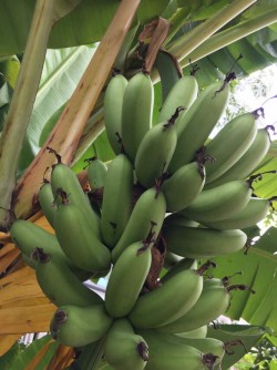 Home grown bananas