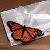 Alabama Butterfly Release