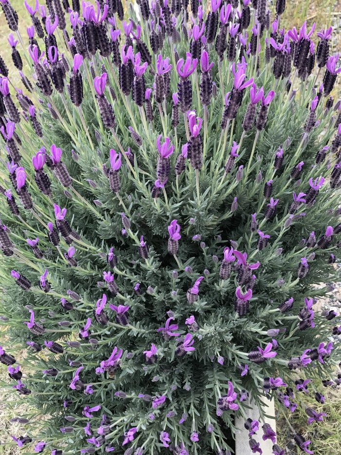 My beautiful Lavender