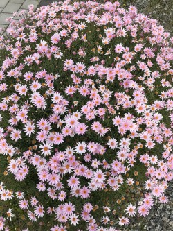 Daisies 🌸🌸🌸