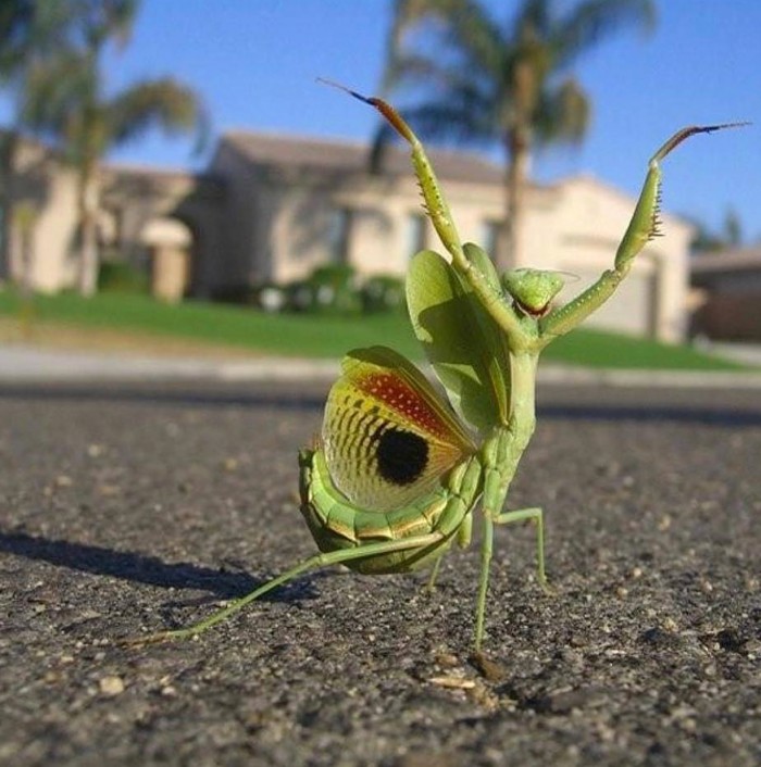 Dancing Mantis