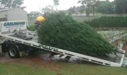 Best Prices for Perfectly Shaped Real Christmas Trees in Sydney