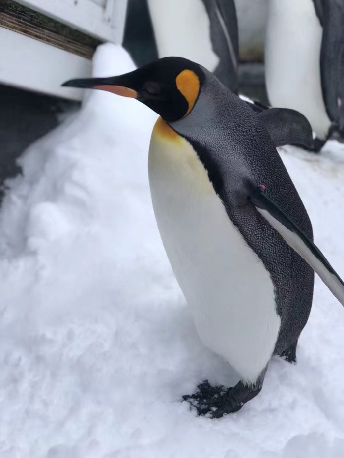 Baby Penguin 🐧