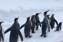 🐧🐧🐧 walking time