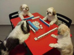 Dog year – Mahjong