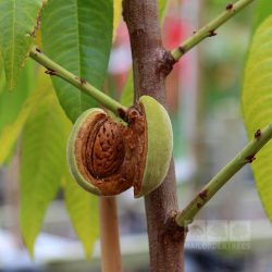 Prunus dulcis – Flowering Almond Tree – Mail Order Trees