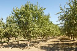 Royalty Free Almond Tree Pictures, Images and Stock Photos – iStock