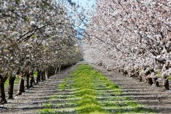 Royalty Free Almond Tree Pictures, Images and Stock Photos – iStock