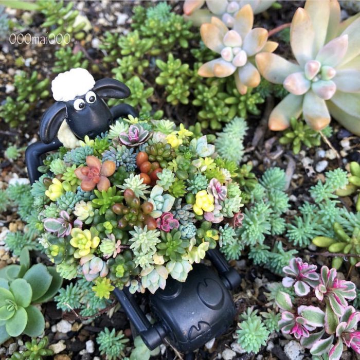 Lamy Surrounded by succulent