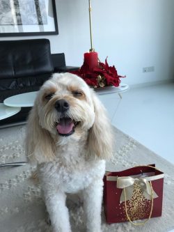 Goldie with her Christmas 🎁