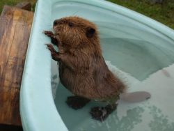 beaver in the pool