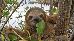sloth eating leaves