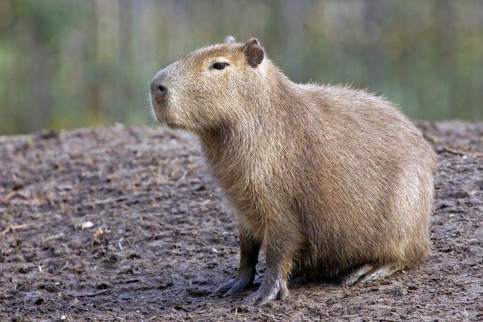 Capybara Sitting Interestpin Australia Interestpin Australia