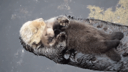 mother otter hugging baby otter while taking a nap