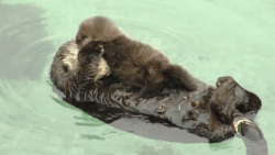 mother otter playing with baby otter