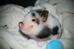 smiling baby pig