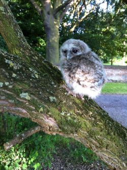 Baby Tawny Owl
