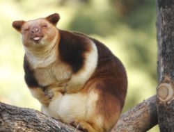 fat tree kangaroo laughing