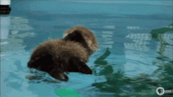 baby sea otter learning how to swim
