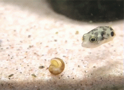 this confused baby fish