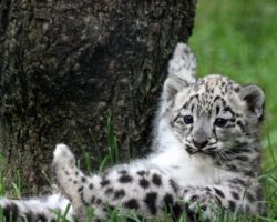 cute baby snow leopard