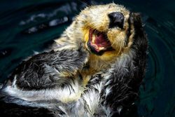 otter laughing while floating
