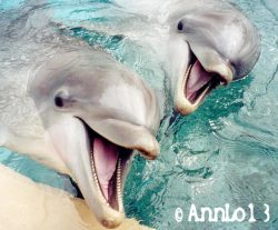 dolphins having fun