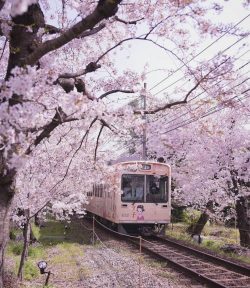 Kyoto, Japan – Sakura
