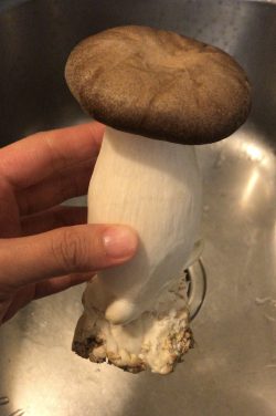 Mushroom 🍄 🍄 😋