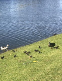 Mummy duck with her little ones 🥰 🦆