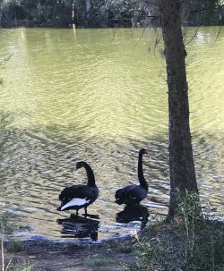 Black Swans 🥰