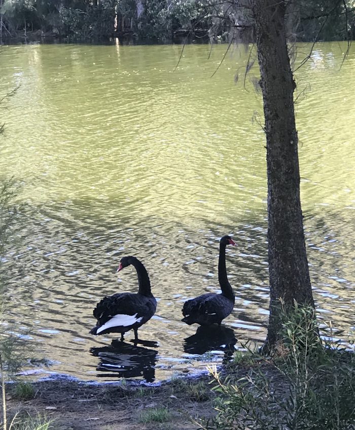 Black Swans 🥰