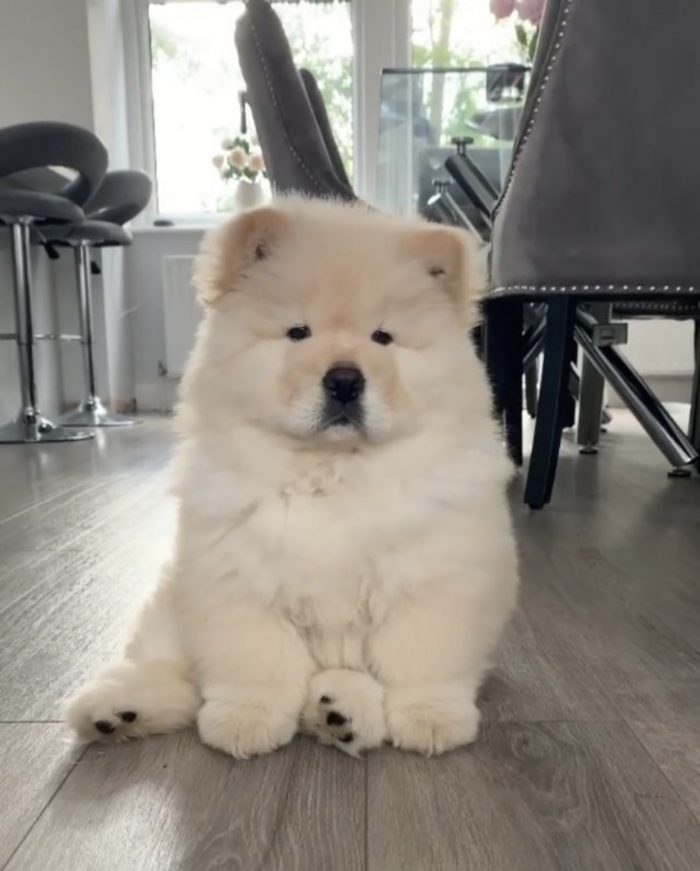 Chow chow 🥰