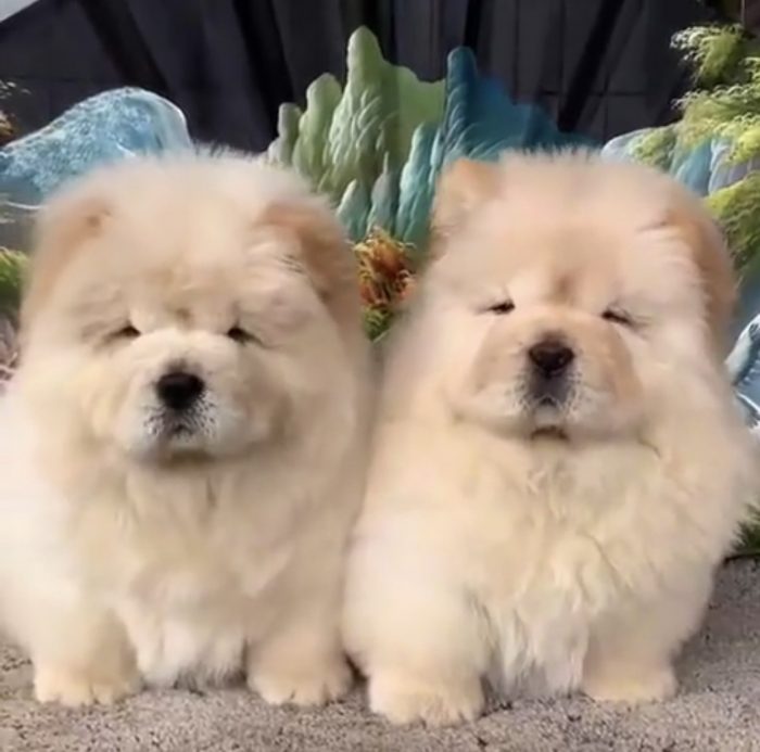 Twins chow chow 🥰